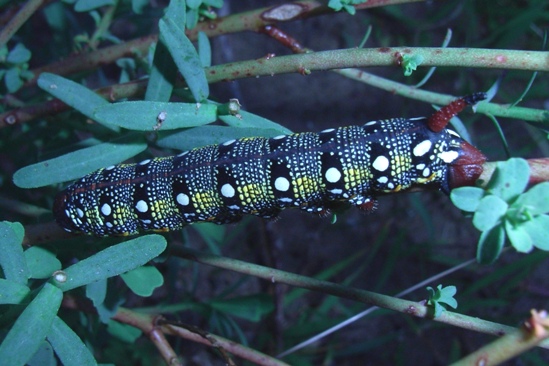 Probabile Hyles euphorbiae